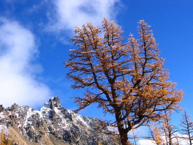 This tree looked like one of the oldest in the area.